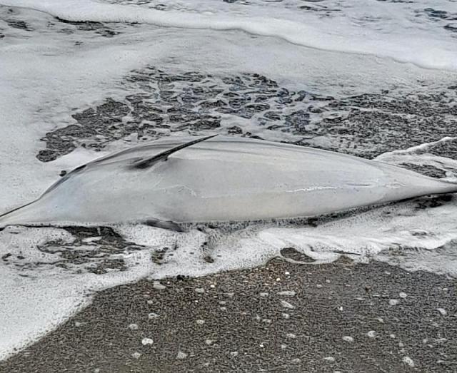 νεκρο δελφινι ρεθυμνο