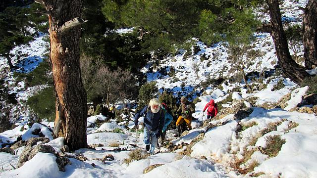 δασος κρουστα