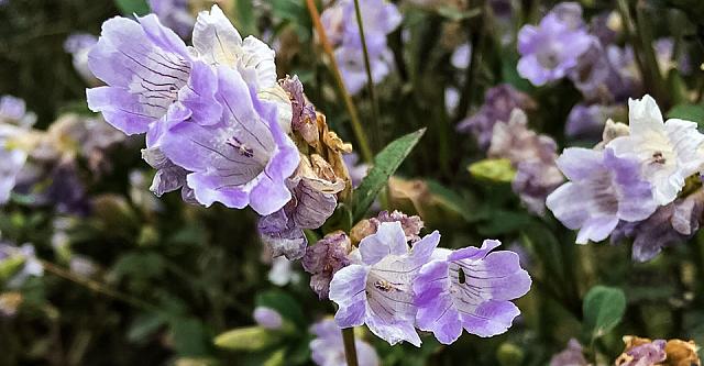 Neelakurinji