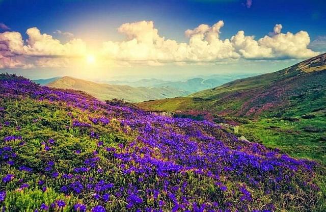 Neelakurinji