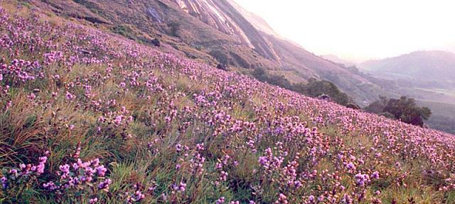 Neelakurinji