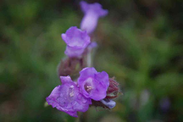 Neelakurinji