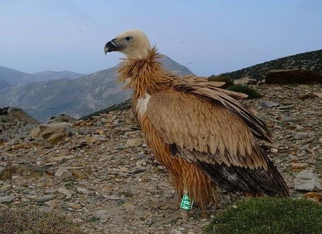 Κιρκινέζι