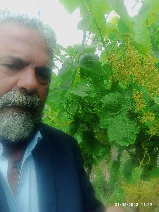 περονόσπορος