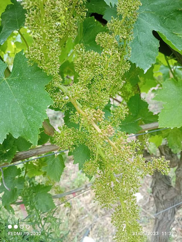 περονόσπορος