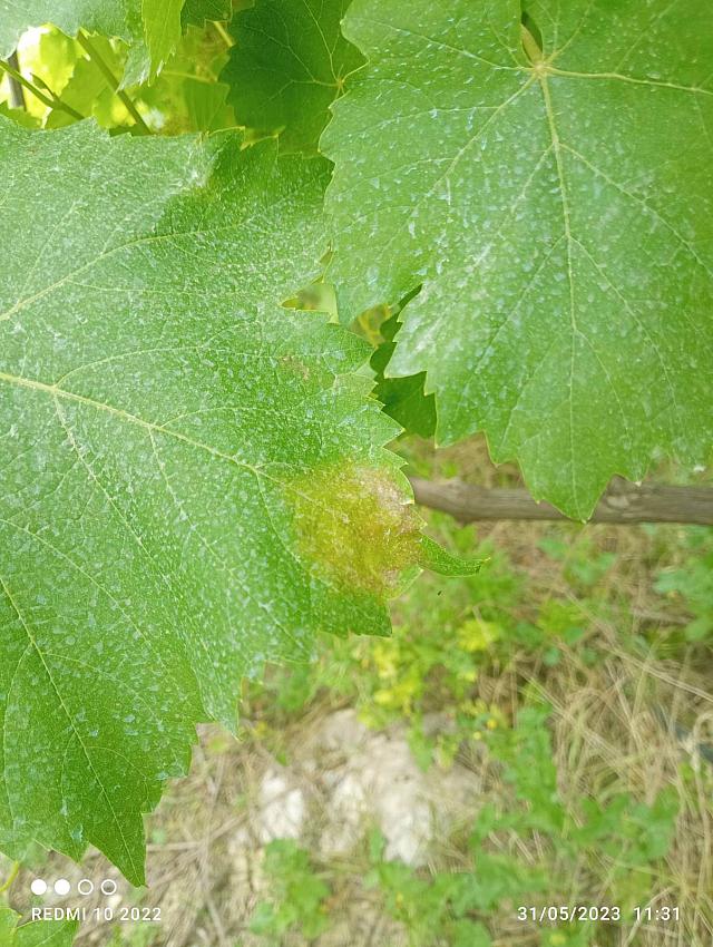 περονόσπορος