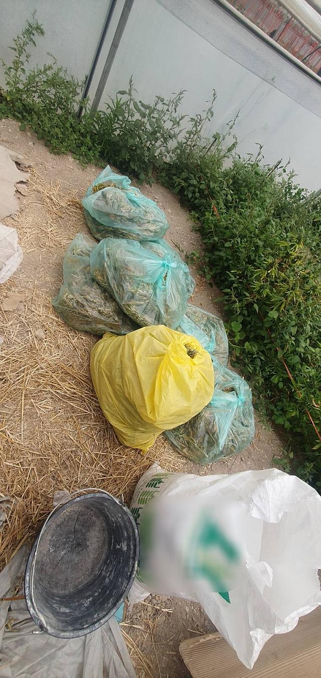 Θερμοκήπια μες χασίς