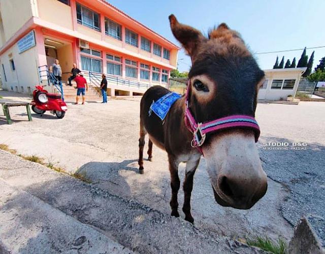 γαιδαρος στην καλπη