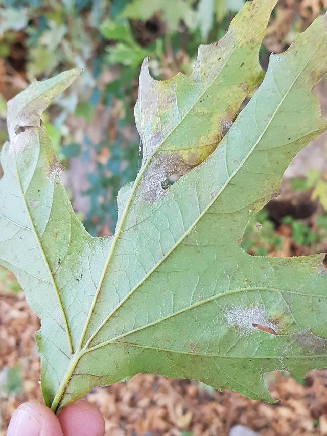 πλατανόφυλλο