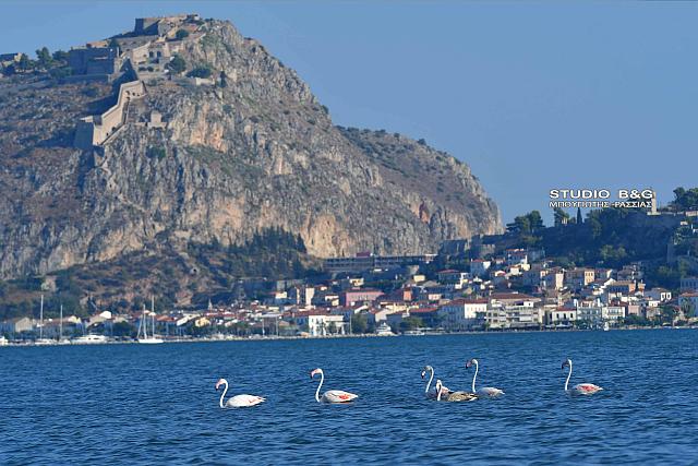 φλαμινγκο