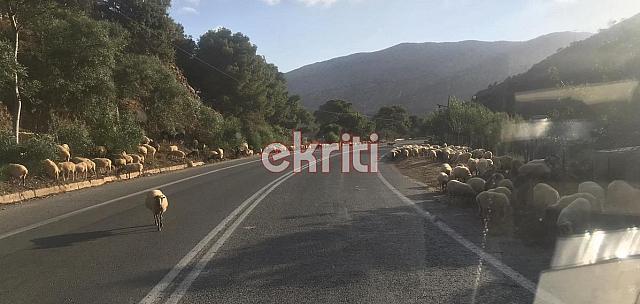 βοακ αρνιά