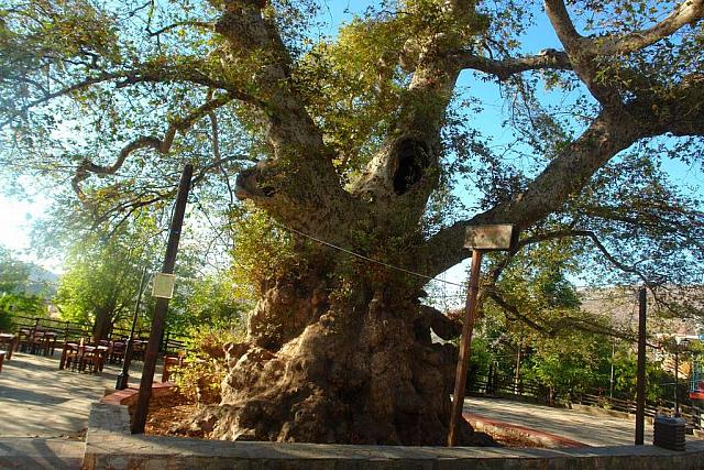 πλατανος κρασι