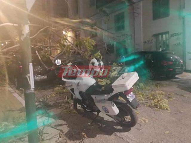 δεντρο πατρα