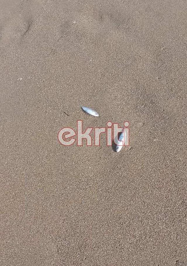 Αμμουδάρα