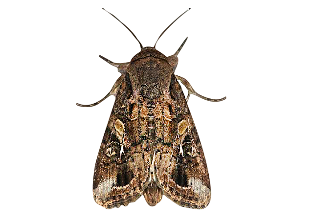 Spodoptera frugiperda .