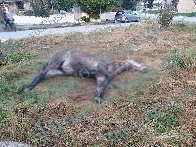 Κακοποίηση ζώου