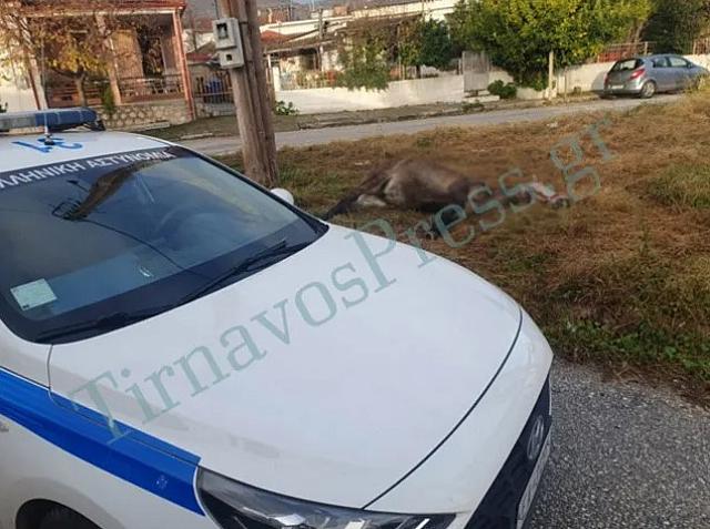 Κακοποίηση ζώου