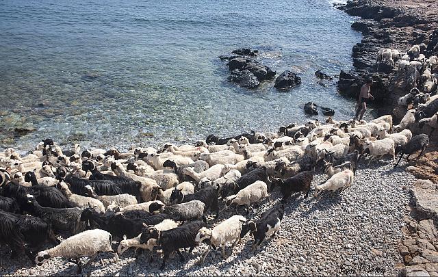 σητεια