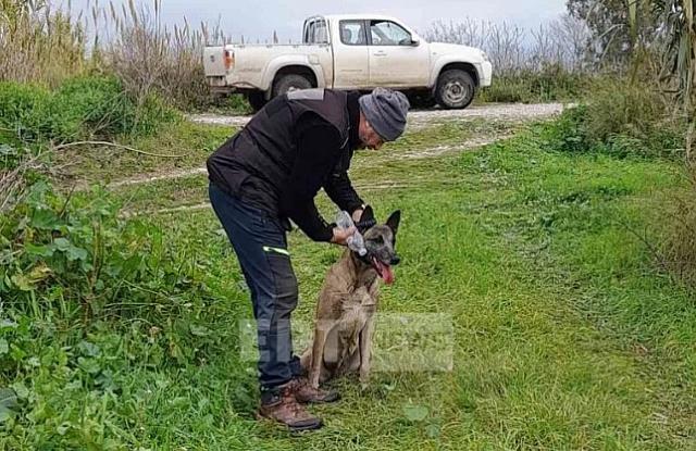 Σκύλος σορός