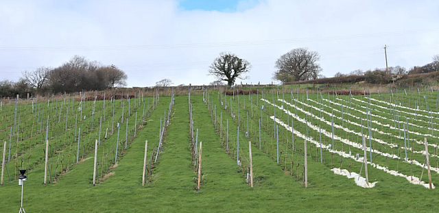 μαλλι προβατου