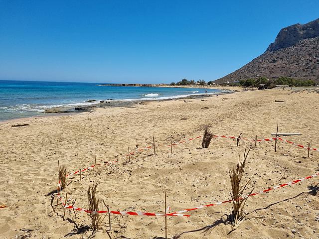 καρετα καρετα