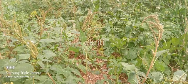 θερμοκήπιο άρβη