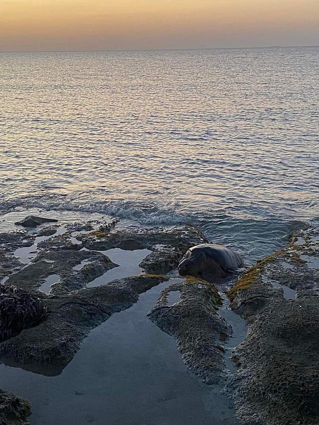 Φωλιές θαλάσσιας χελώνας Caretta caretta στην Παχιά Άμμο