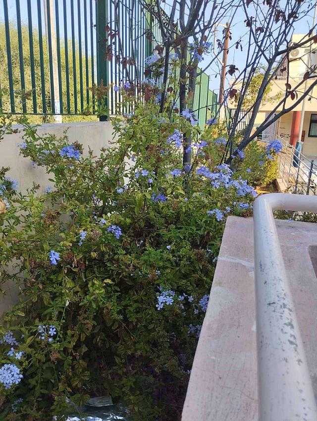 ΠΡΑΣΙΝΟ ΣΧΟΛΕΙΑ