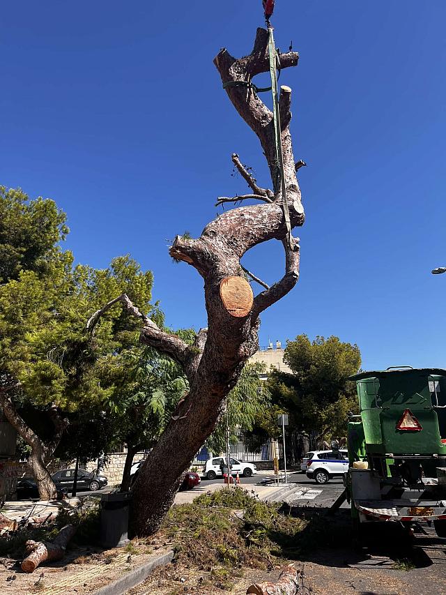 πεύκο