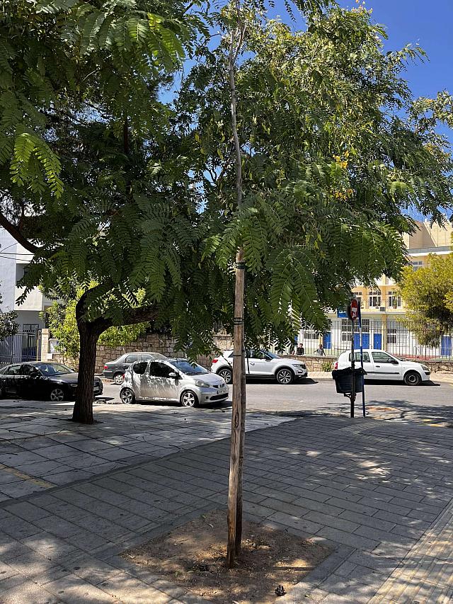 πεύκο