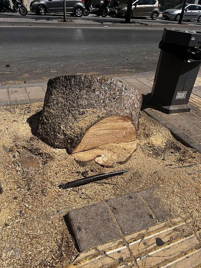 πεύκο