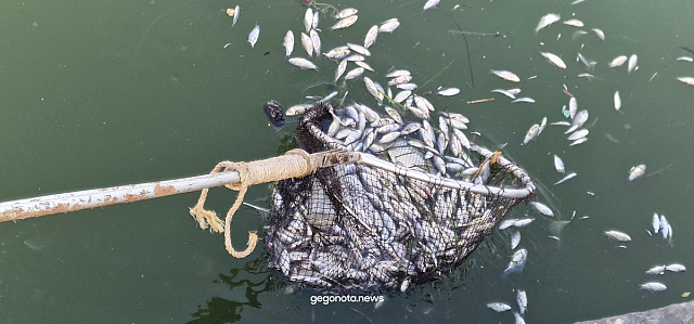 νεκρά ψάρια