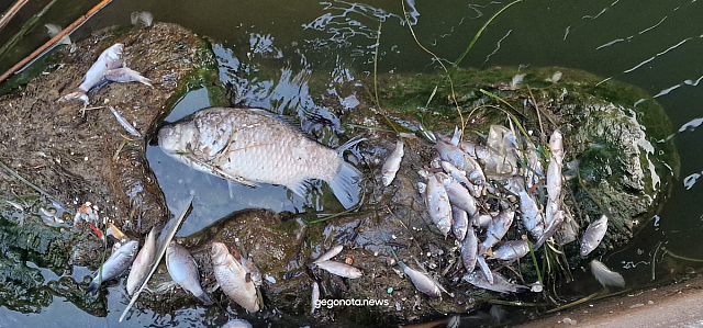 νεκρά ψάρια