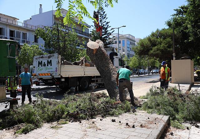 πεύκο ΕΚΗ