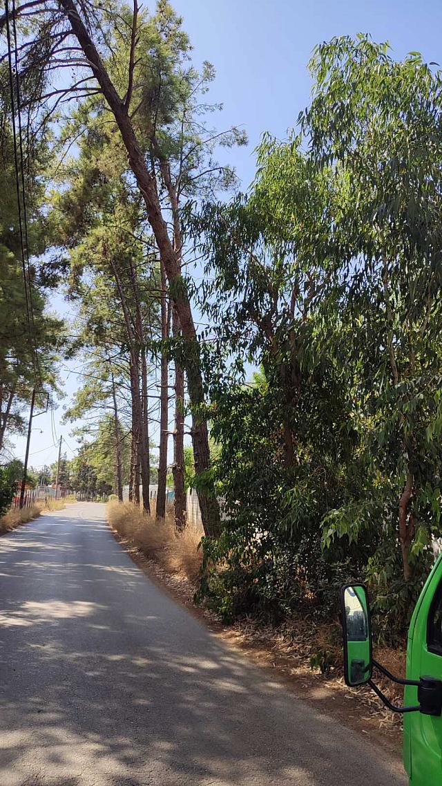 δέντρα
