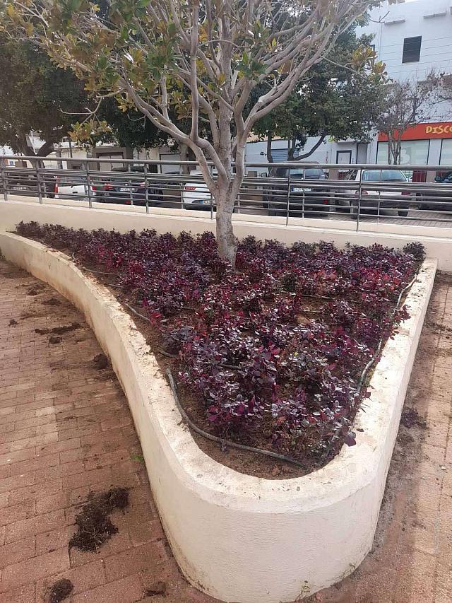 Άνθη - Ηράκλειο