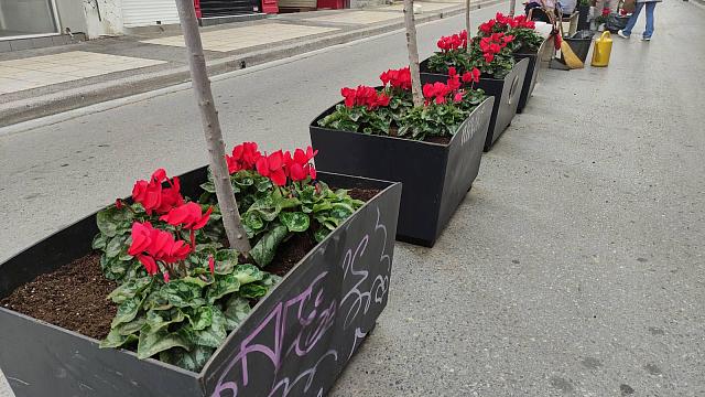 Άνθη - Ηράκλειο