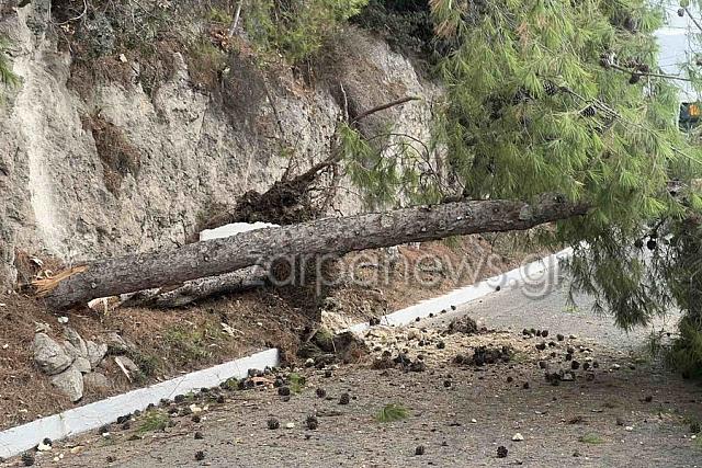 πτωση δεντρου