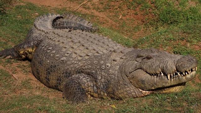 κροκοδειλος