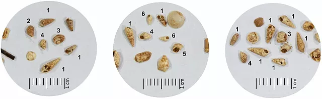 μαλακια - κελυφη