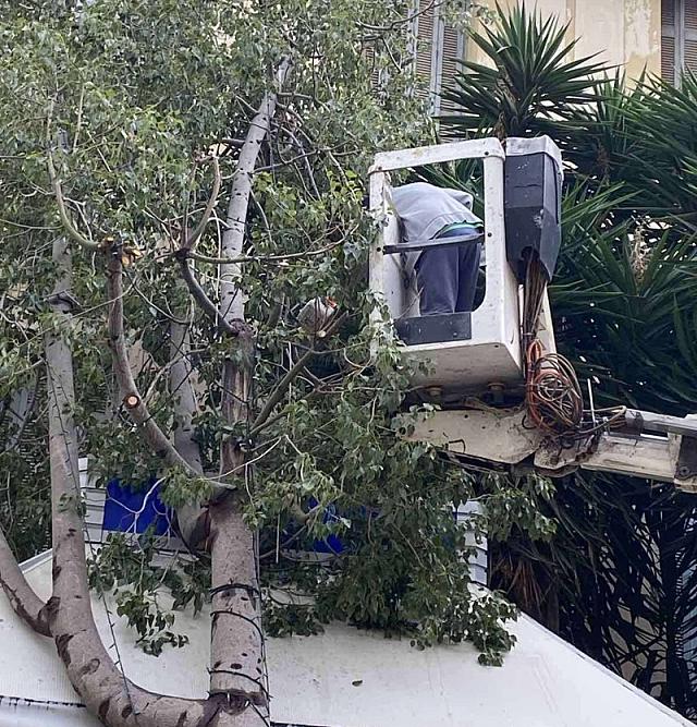 δεντρο