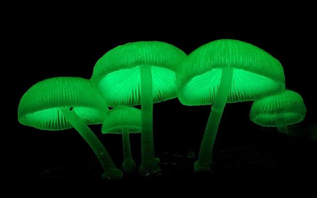 μανιτάρι Mycena chlorophos