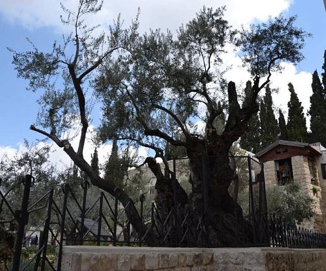 κηπος γεσθημανης