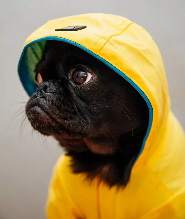 σκυλος μπουφαν