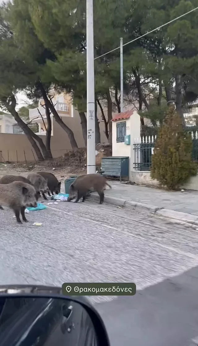 αγριογουρουνα θρακομακεδονες