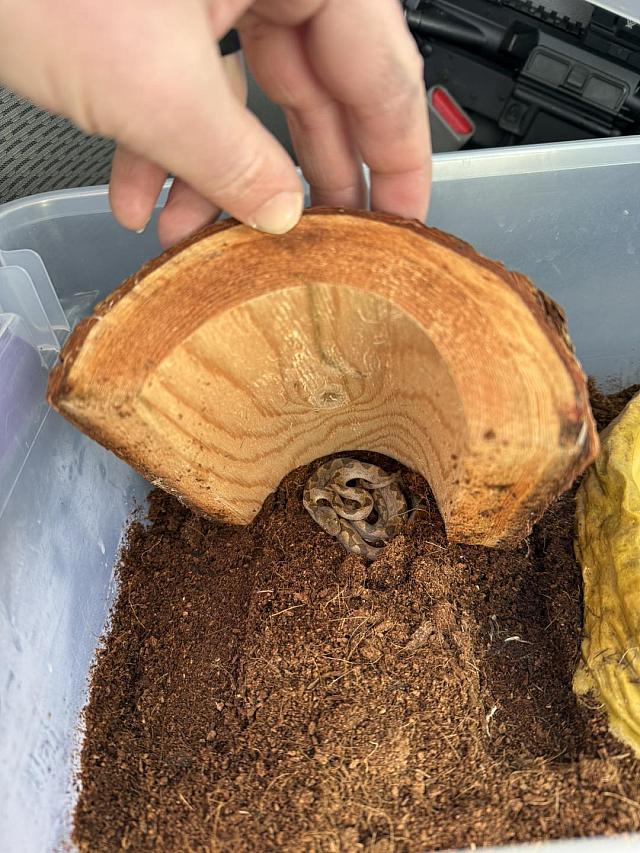 φιδι