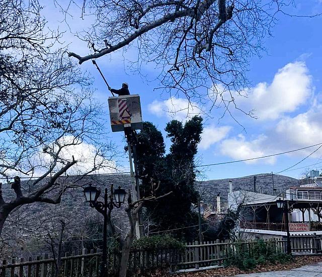 πλατανος κράσι