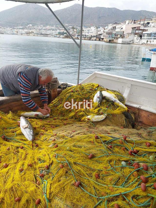 λαγοκέφαλοι