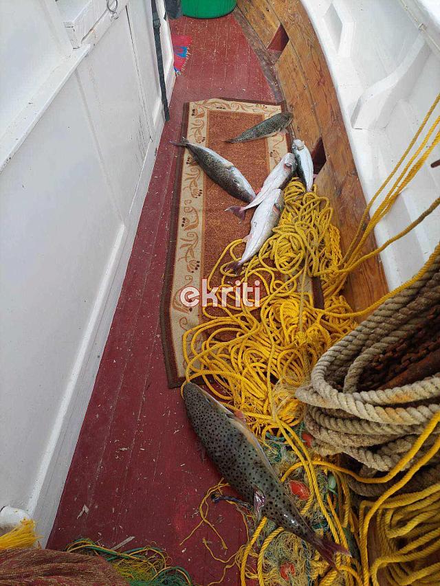 λαγοκέφαλοι