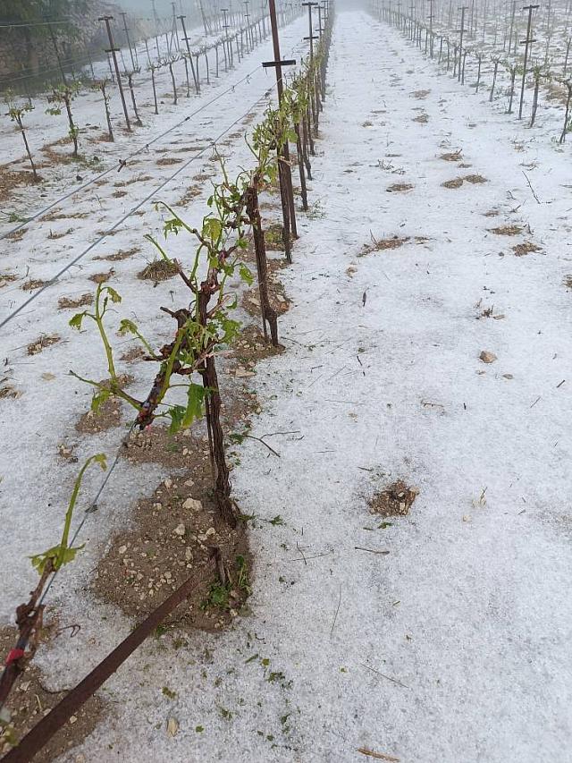 Αμπέλια Ζημιές